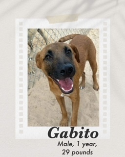 Gabito, an adoptable Belgian Shepherd / Malinois, Black Mouth Cur in Puerto Penasco, SON, 83550 | Photo Image 1
