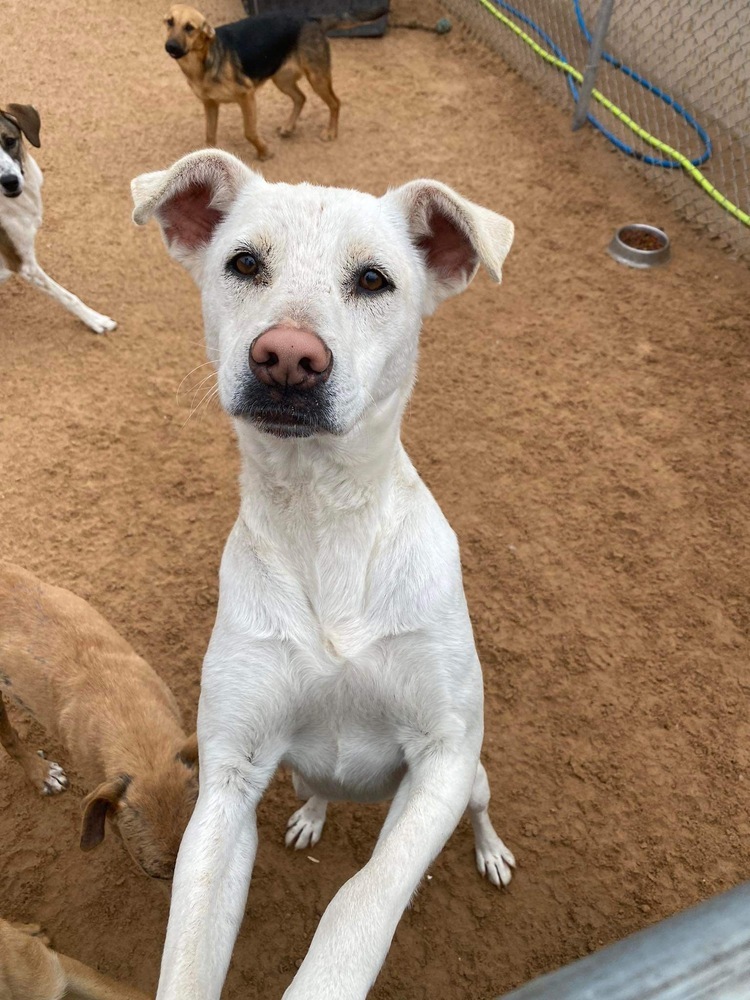 Pete, an adoptable Labrador Retriever, Jack Russell Terrier in Puerto Penasco, SON, 83550 | Photo Image 1