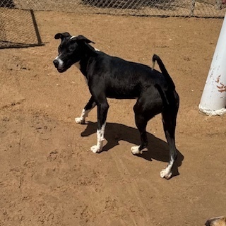 Rey, an adoptable Pit Bull Terrier, Cattle Dog in Puerto Penasco, SON, 83550 | Photo Image 1