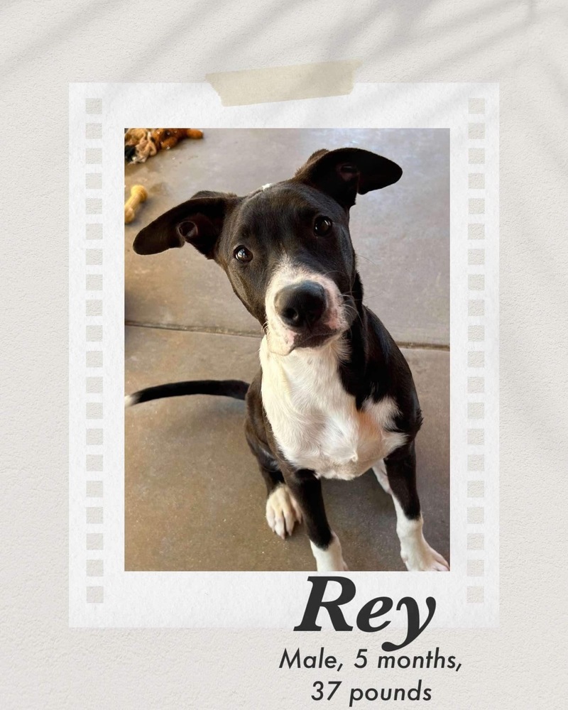 Rey, an adoptable Pit Bull Terrier, Cattle Dog in Puerto Penasco, SON, 83550 | Photo Image 2