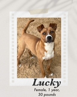 Lucky, an adoptable Basenji in Puerto Penasco, SON, 83550 | Photo Image 1