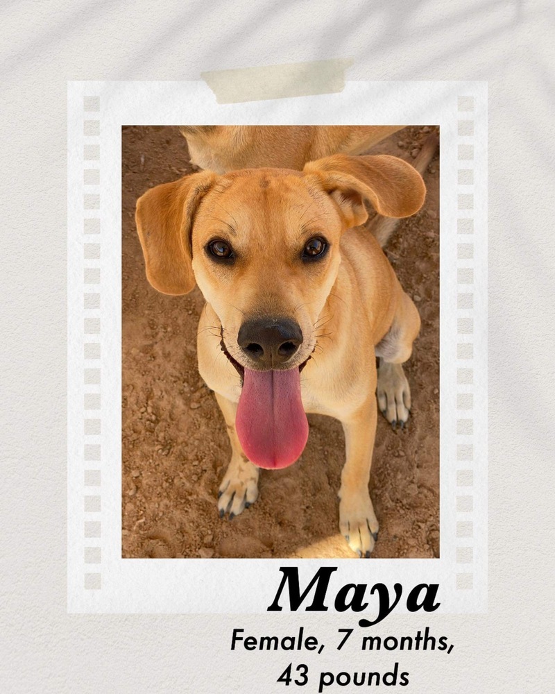 Maya, an adoptable Shepherd in Puerto Penasco, SON, 83550 | Photo Image 1