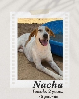 Nacha, an adoptable Labrador Retriever in Puerto Penasco, SON, 83550 | Photo Image 1