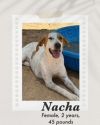 Nacha photo 1