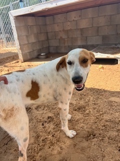 Nacha, an adoptable Labrador Retriever in Puerto Penasco, SON, 83550 | Photo Image 2