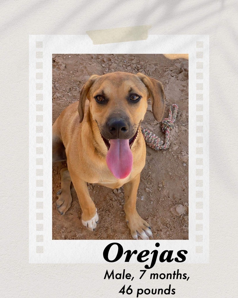 Orejas, an adoptable Shepherd in Puerto Penasco, SON, 83550 | Photo Image 1