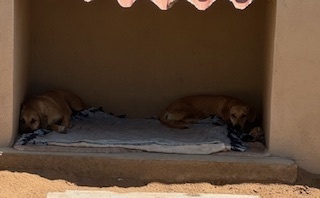 Orejas, an adoptable Shepherd in Puerto Penasco, SON, 83550 | Photo Image 2
