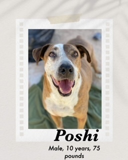 Poshi, an adoptable Pit Bull Terrier, Cattle Dog in Puerto Penasco, SON, 83550 | Photo Image 1