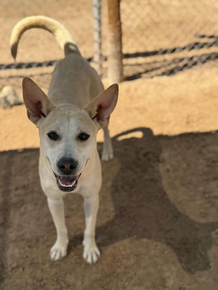 Beba, an adoptable Carolina Dog in Puerto Penasco, SON, 83550 | Photo Image 1