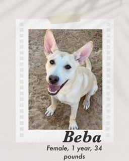 Beba, an adoptable Carolina Dog in Puerto Penasco, SON, 83550 | Photo Image 2