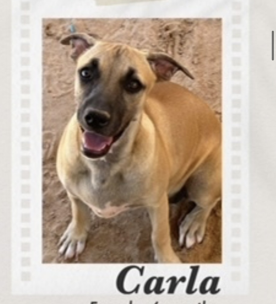 Carla, an adoptable Black Mouth Cur, Boxer in Puerto Penasco, SON, 83550 | Photo Image 1