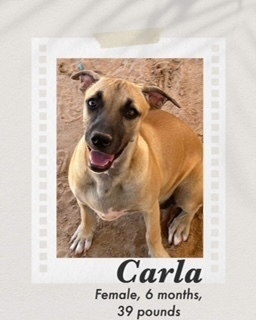 Carla, an adoptable Black Mouth Cur, Boxer in Puerto Penasco, SON, 83550 | Photo Image 2