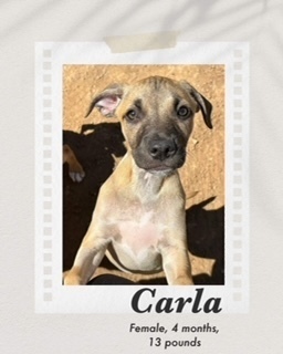 Carla, an adoptable Black Mouth Cur, Boxer in Puerto Penasco, SON, 83550 | Photo Image 3