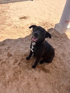Carmela, an adoptable Labrador Retriever, Pit Bull Terrier in Puerto Penasco, SON, 83550 | Photo Image 1