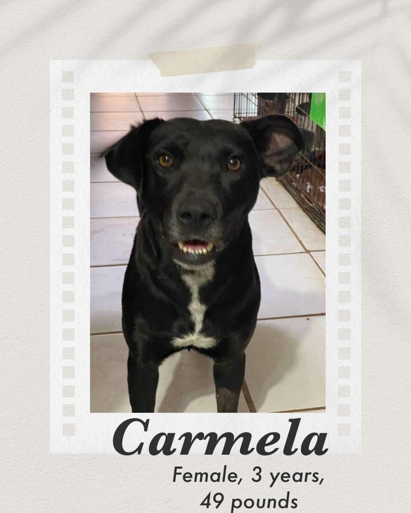 Carmela, an adoptable Labrador Retriever, Pit Bull Terrier in Puerto Penasco, SON, 83550 | Photo Image 2