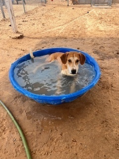 Crocs, an adoptable Cattle Dog in Puerto Penasco, SON, 83550 | Photo Image 1