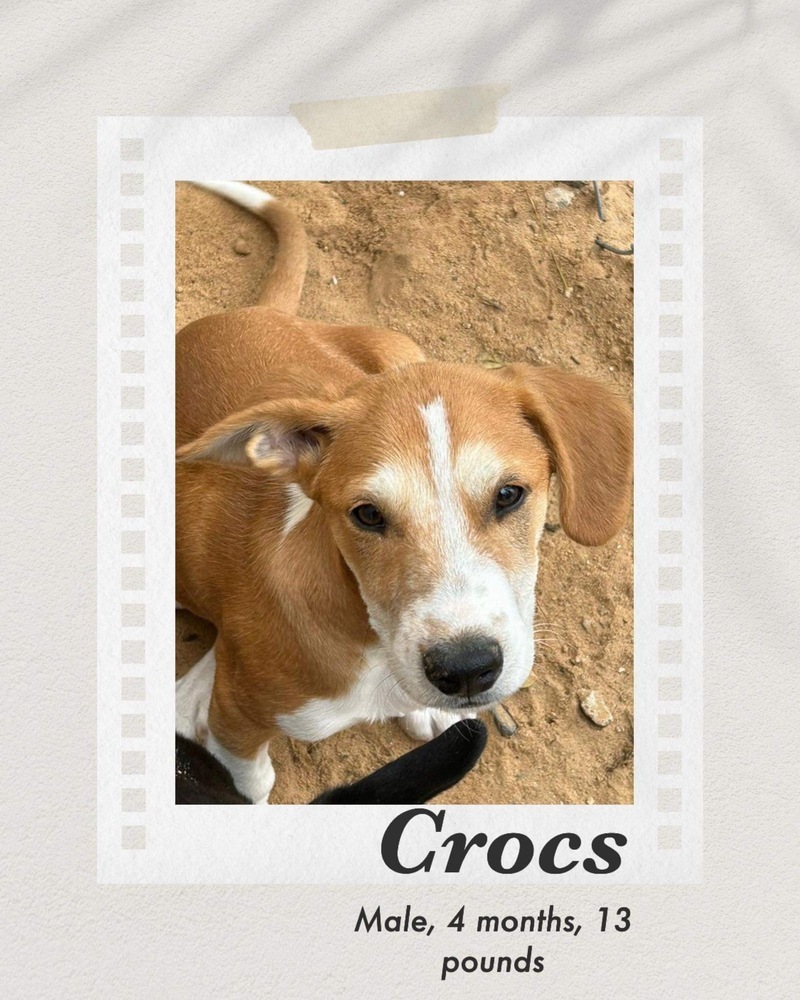 Crocs, an adoptable Cattle Dog in Puerto Penasco, SON, 83550 | Photo Image 2