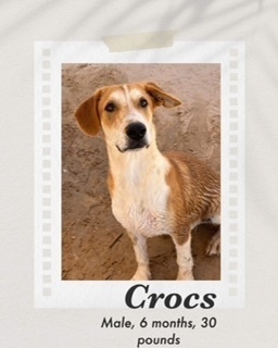 Crocs, an adoptable Cattle Dog in Puerto Penasco, SON, 83550 | Photo Image 3