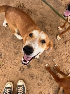 Crocs, an adoptable Cattle Dog in Puerto Penasco, SON, 83550 | Photo Image 4