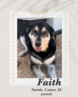 Faith, an adoptable Alaskan Malamute, Shepherd in Puerto Penasco, SON, 83550 | Photo Image 1
