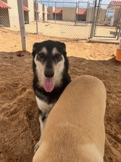Faith, an adoptable Alaskan Malamute, Shepherd in Puerto Penasco, SON, 83550 | Photo Image 2