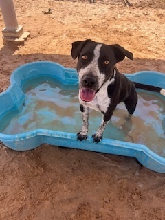 Kraker, an adoptable Pit Bull Terrier, German Shorthaired Pointer in Puerto Penasco, SON, 83550 | Photo Image 1