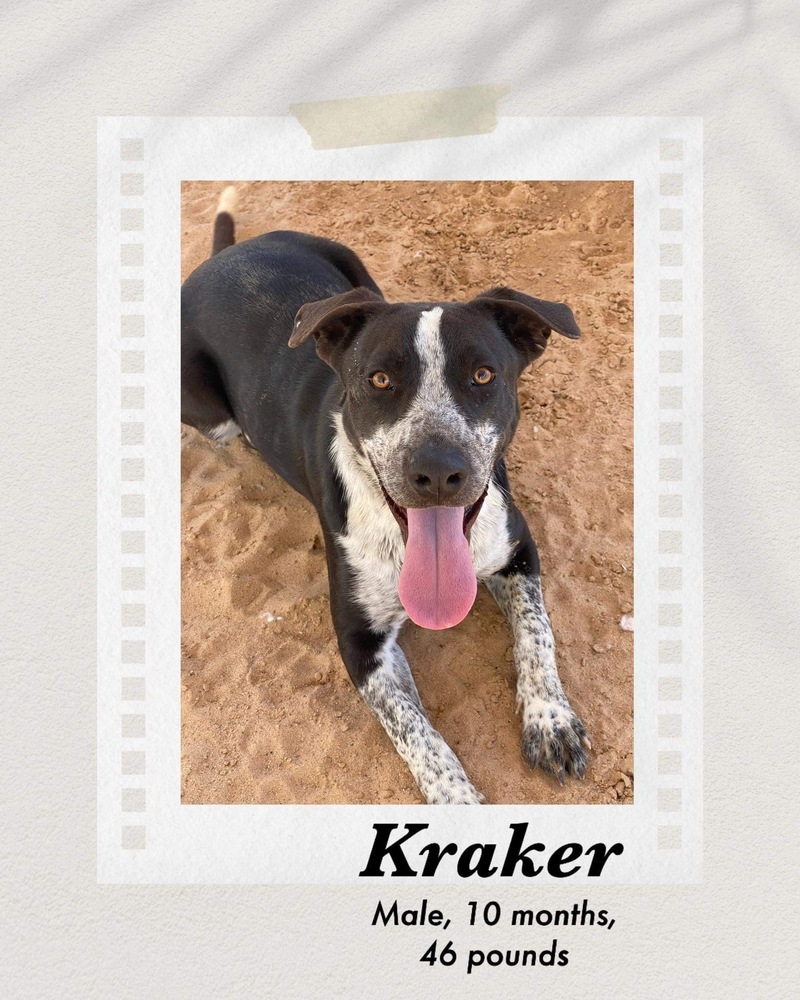 Kraker, an adoptable Pit Bull Terrier, German Shorthaired Pointer in Puerto Penasco, SON, 83550 | Photo Image 2
