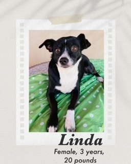 Linda, an adoptable Rat Terrier, Chihuahua in Puerto Penasco, SON, 83550 | Photo Image 1