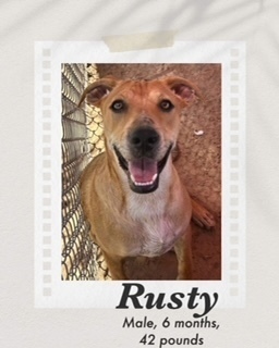 Rusty, an adoptable Carolina Dog, Cattle Dog in Puerto Penasco, SON, 83550 | Photo Image 1