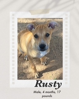 Rusty, an adoptable Carolina Dog, Cattle Dog in Puerto Penasco, SON, 83550 | Photo Image 2