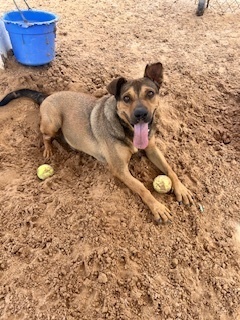 Bold, an adoptable Shepherd in Puerto Penasco, SON, 83550 | Photo Image 1
