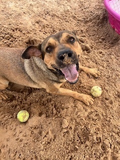 Bold, an adoptable Shepherd in Puerto Penasco, SON, 83550 | Photo Image 2
