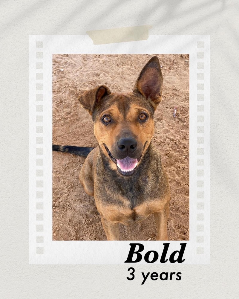 Bold, an adoptable Shepherd in Puerto Penasco, SON, 83550 | Photo Image 2