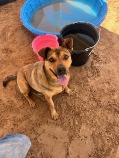 Bold, an adoptable Shepherd in Puerto Penasco, SON, 83550 | Photo Image 4