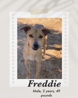 Freddy, an adoptable Carolina Dog, Greyhound in Puerto Penasco, SON, 83550 | Photo Image 1