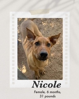 Nicole, an adoptable Carolina Dog in Puerto Penasco, SON, 83550 | Photo Image 1