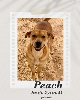 Peach, an adoptable Labrador Retriever, Pit Bull Terrier in Puerto Penasco, SON, 83550 | Photo Image 1