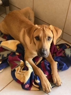 Ramses, an adoptable Labrador Retriever, Shepherd in Puerto Penasco, SON, 83550 | Photo Image 1