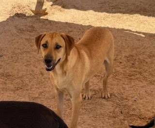 Ramses, an adoptable Labrador Retriever, Shepherd in Puerto Penasco, SON, 83550 | Photo Image 1