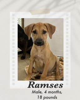 Ramses, an adoptable Labrador Retriever, Shepherd in Puerto Penasco, SON, 83550 | Photo Image 2