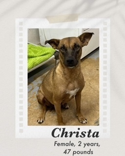Christa, an adoptable Belgian Shepherd / Sheepdog, Black Mouth Cur in Puerto Penasco, SON, 83550 | Photo Image 1