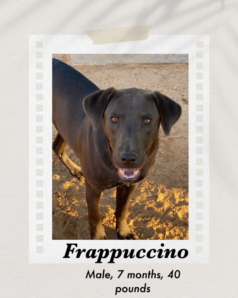 Frappuccino, an adoptable Labrador Retriever in Puerto Penasco, SON, 83550 | Photo Image 1
