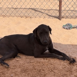 Frappuccino, an adoptable Labrador Retriever in Puerto Penasco, SON, 83550 | Photo Image 2