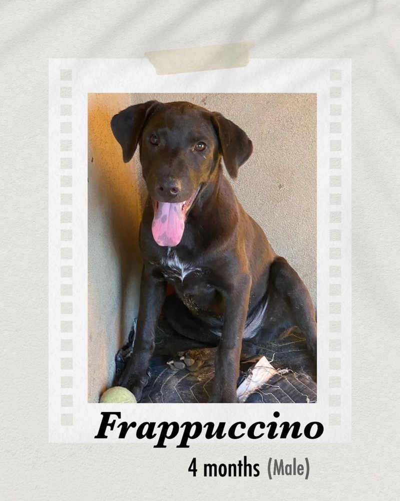 Frappuccino, an adoptable Labrador Retriever in Puerto Penasco, SON, 83550 | Photo Image 3