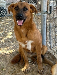 Lucas, an adoptable Black Mouth Cur, Shepherd in Puerto Penasco, SON, 83550 | Photo Image 1