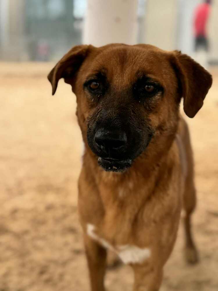 Lucas, an adoptable Black Mouth Cur, Shepherd in Puerto Penasco, SON, 83550 | Photo Image 2
