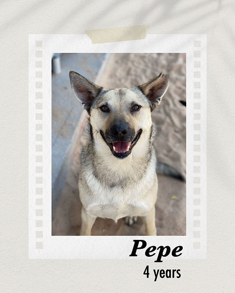 Pepe, an adoptable Shepherd in Puerto Penasco, SON, 83550 | Photo Image 1