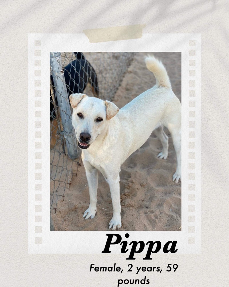 Pippa, an adoptable Labrador Retriever in Puerto Penasco, SON, 83550 | Photo Image 1