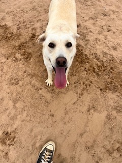 Pippa, an adoptable Labrador Retriever in Puerto Penasco, SON, 83550 | Photo Image 2