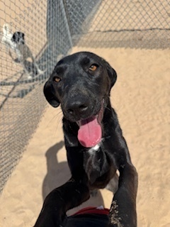 Raven, an adoptable Labrador Retriever in Puerto Penasco, SON, 83550 | Photo Image 1